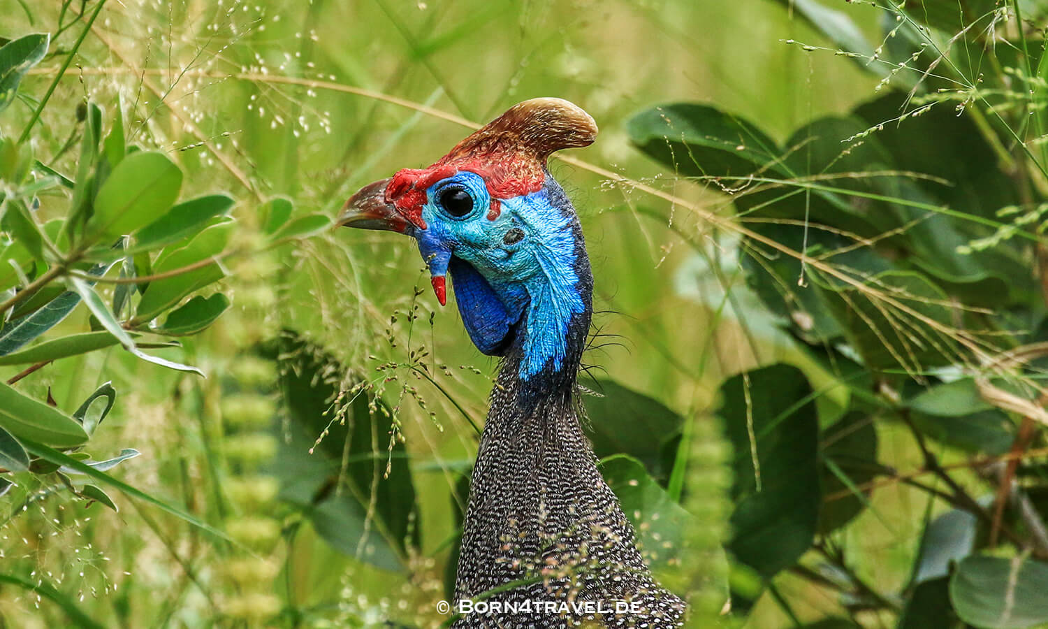 Helmeted Guineafowl - Helmperlhuhn im Kruger National Park,Mpumalanga,Südafrika,born4travel.de Helmeted Guineafowl - Helmperlhuhn im Kruger National Park,Mpumalanga,Südafrika,born4travel.de