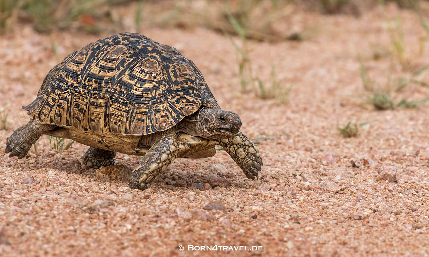 Leopard Tortoise - Pantherschildkröte im Kruger National Park,Mpumalanga,Südafrika,born4travel.de Leopard Tortoise - Pantherschildkröte im Kruger National Park,Mpumalanga,Südafrika,born4travel.de