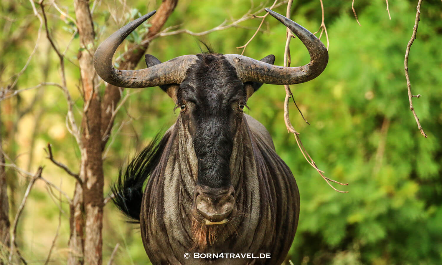 Gnu im Kruger National Park,Mpumalanga,Südafrika,born4travel.de Gnu im Kruger National Park,Mpumalanga,Südafrika,born4travel.de