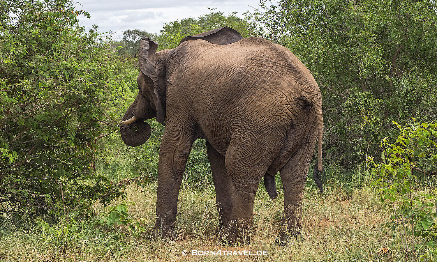 African Elephant im Kruger National Park,Mpumalanga,Südafrika,born4travel.de African Elephant im Kruger National Park,Mpumalanga,Südafrika,born4travel.de