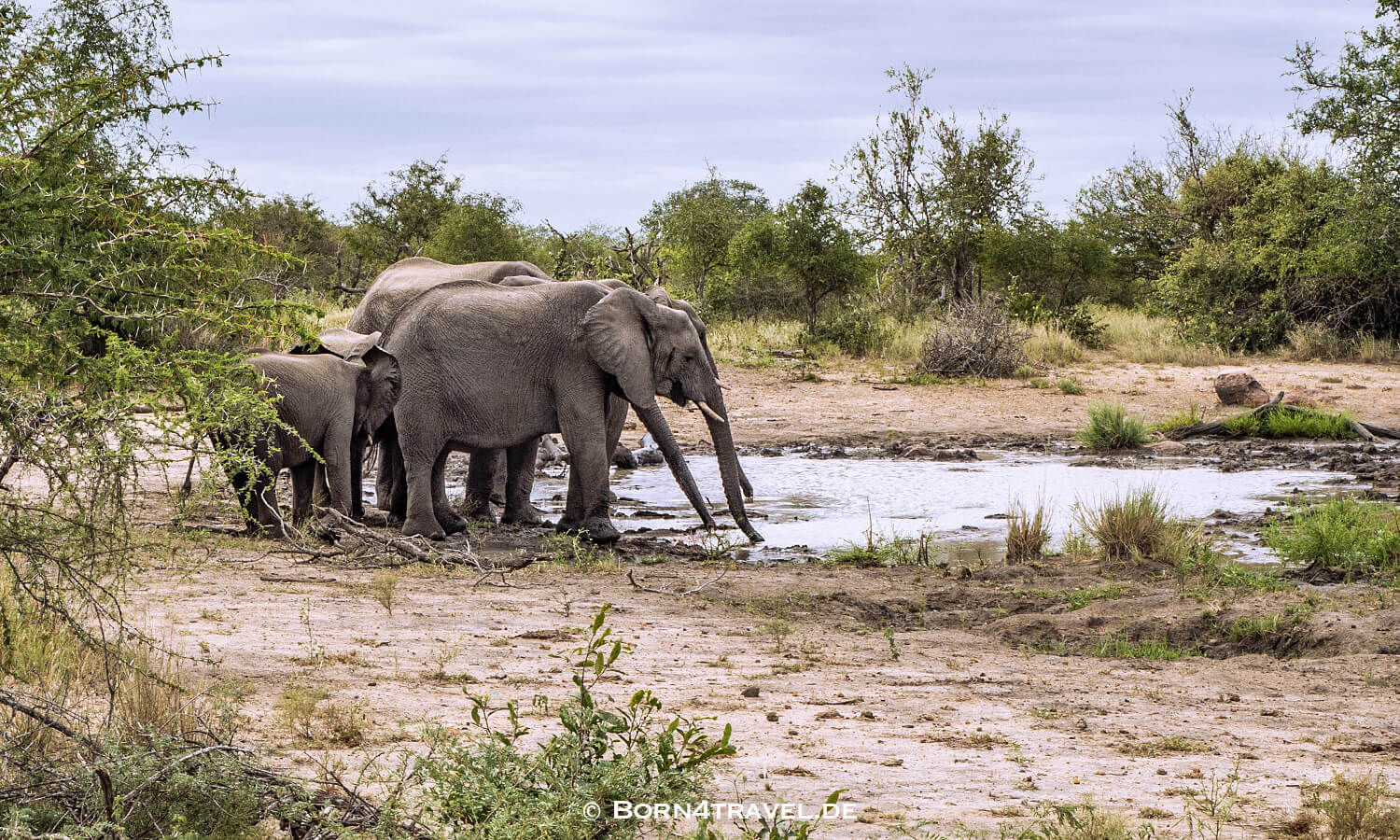 African Elephant im Kruger National Park,Mpumalanga,Südafrika,born4travel.de African Elephant im Kruger National Park,Mpumalanga,Südafrika,born4travel.de