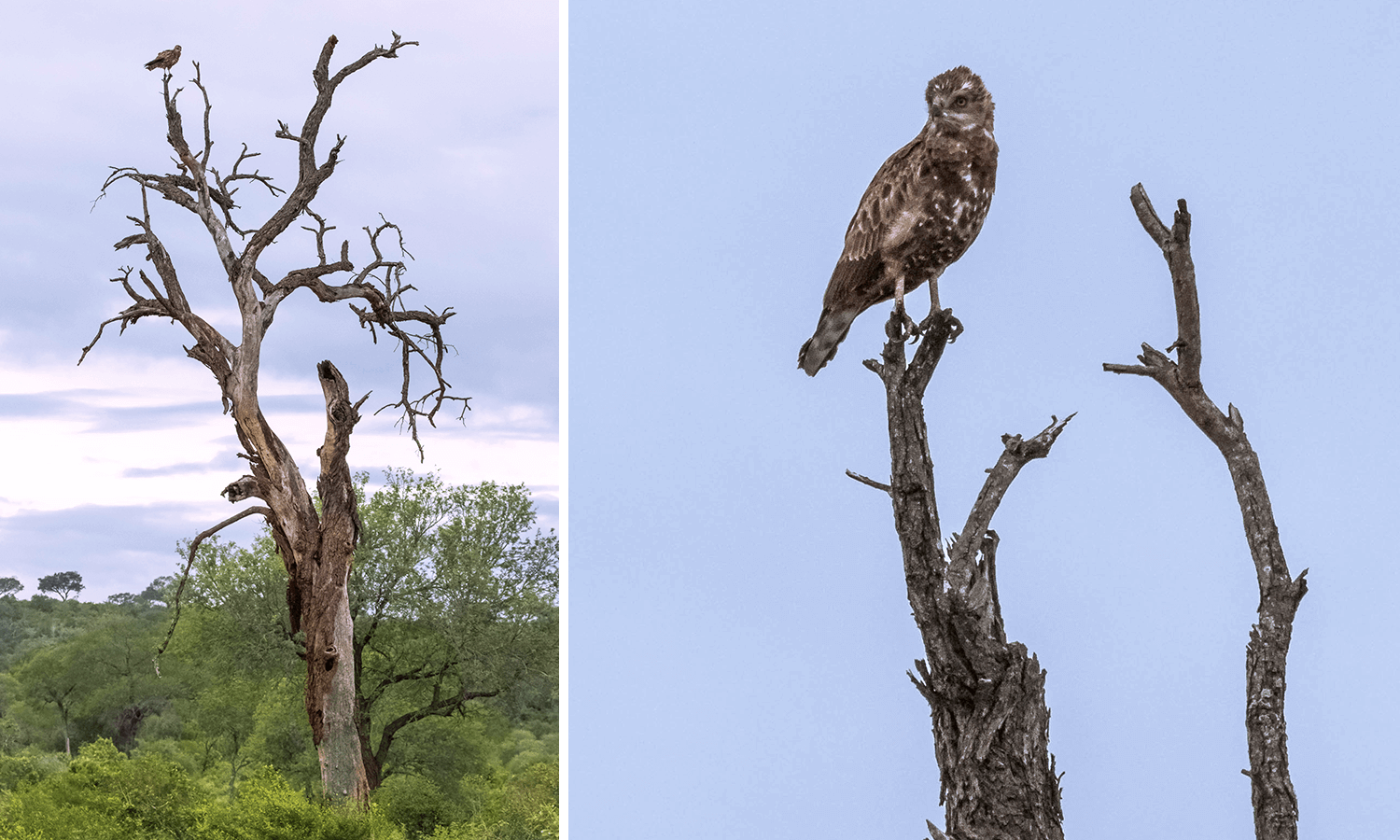 ? im Kruger National Park,Mpumalanga,Südafrika,born4travel.de ? im Kruger National Park,Mpumalanga,Südafrika,born4travel.de