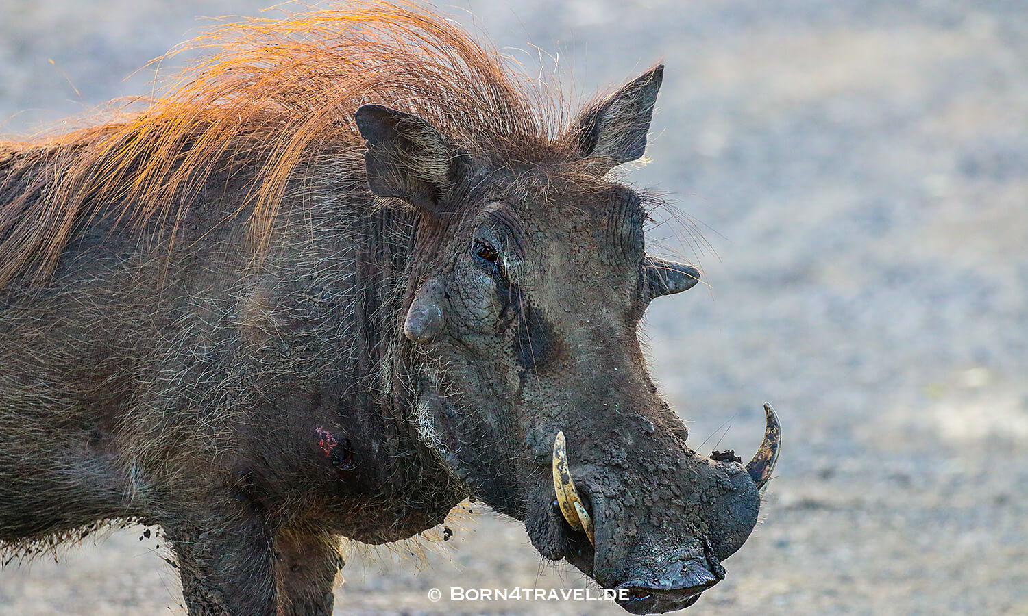 Morning Game Drive,Hluhluwe Imfolozi, Kwazulu Natal,Südafrika,born4travel.de Morning Game Drive,Hluhluwe Imfolozi, Kwazulu Natal,Südafrika,born4travel.de