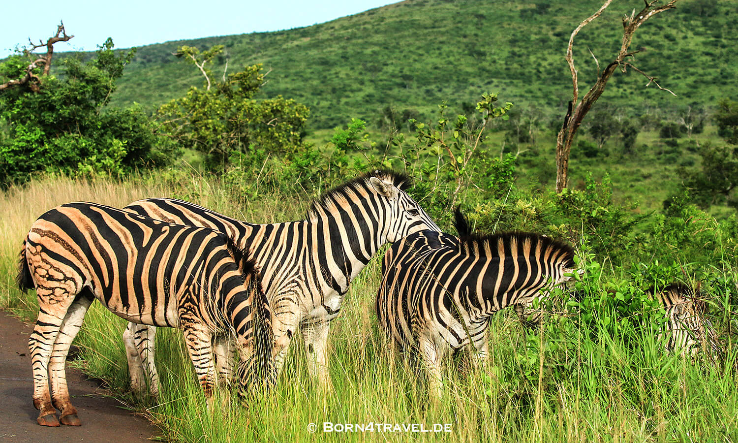 Morning Game Drive,Hluhluwe Imfolozi, Kwazulu Natal,Südafrika,born4travel.de Morning Game Drive,Hluhluwe Imfolozi, Kwazulu Natal,Südafrika,born4travel.de