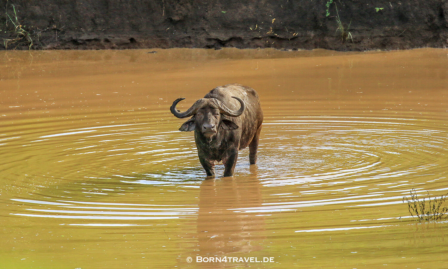 Morning Game Drive,Hluhluwe Imfolozi, Kwazulu Natal,Südafrika,born4travel.de Morning Game Drive,Hluhluwe Imfolozi, Kwazulu Natal,Südafrika,born4travel.de