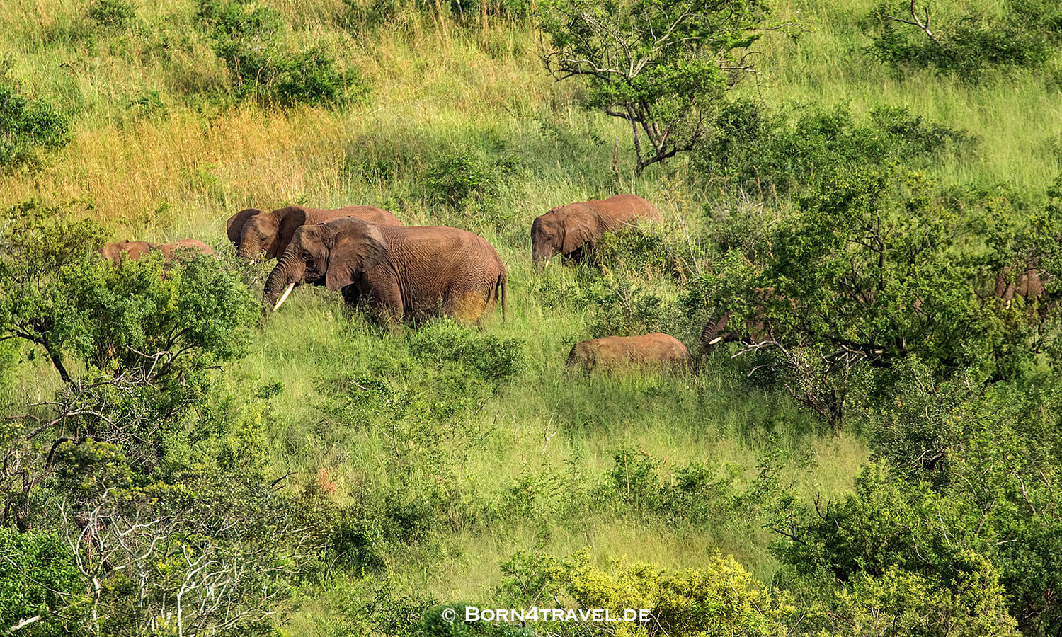 Morning Game Drive,Hluhluwe Imfolozi, Kwazulu Natal,Südafrika,born4travel.de Morning Game Drive,Hluhluwe Imfolozi, Kwazulu Natal,Südafrika,born4travel.de