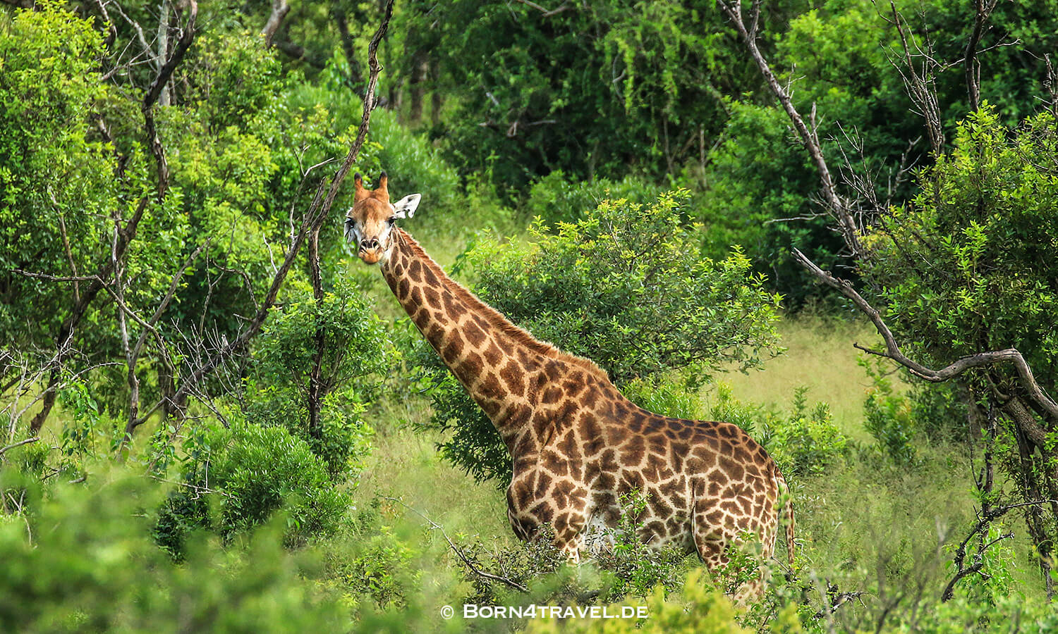 Morning Game Drive,Hluhluwe Imfolozi, Kwazulu Natal,Südafrika,born4travel.de Morning Game Drive,Hluhluwe Imfolozi, Kwazulu Natal,Südafrika,born4travel.de
