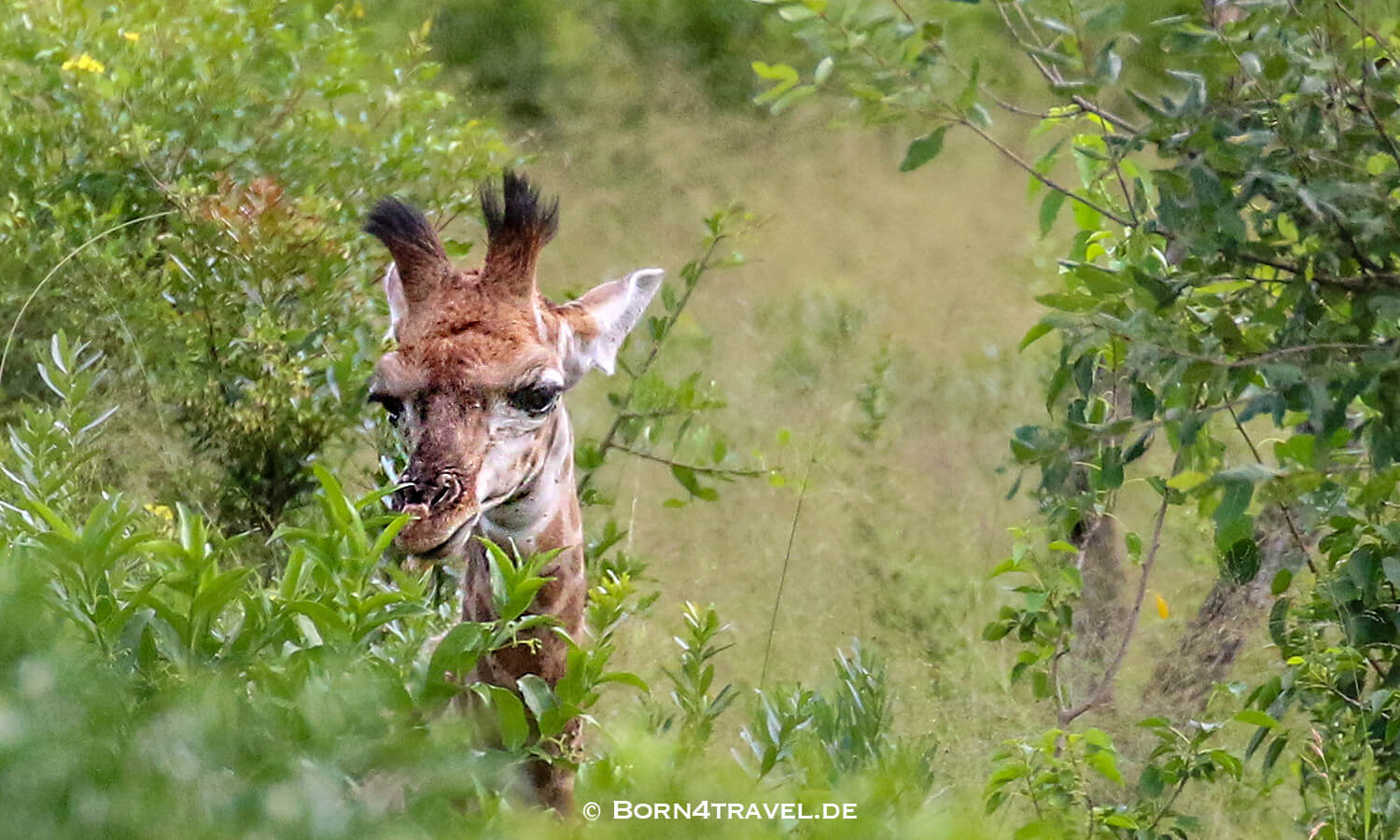 Morning Game Drive,Hluhluwe Imfolozi, Kwazulu Natal,Südafrika,born4travel.de Morning Game Drive,Hluhluwe Imfolozi, Kwazulu Natal,Südafrika,born4travel.de