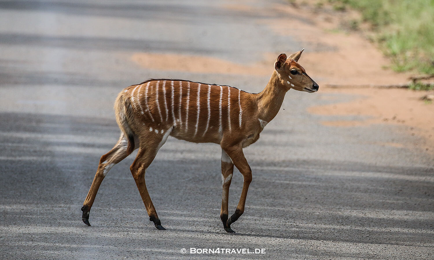 Morning Game Drive,Hluhluwe Imfolozi, Kwazulu Natal,Südafrika,born4travel.de Morning Game Drive,Hluhluwe Imfolozi, Kwazulu Natal,Südafrika,born4travel.de