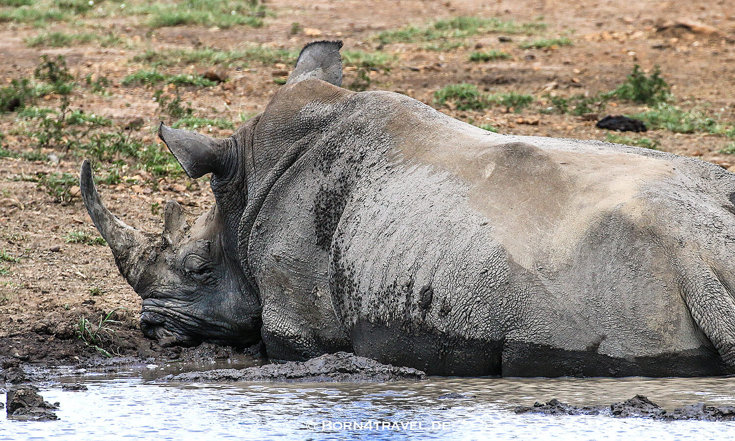 Nashorn, Rhino,,Hluhluwe Imfolozi, Kwazulu Natal,Südafrika,born4travel.de Nashorn, Rhino,Hluhluwe Imfolozi, Kwazulu Natal,Südafrika,born4travel.de