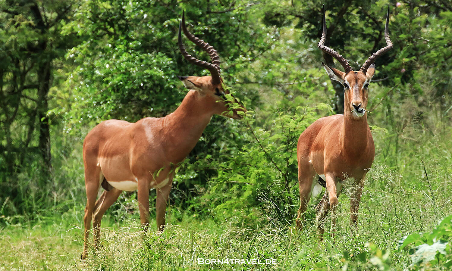 iMfolozi Game Reserve,KwaZulu Natal,Südafrika,born4travel.de iMfolozi Game Reserve,KwaZulu Natal,born4travel.de