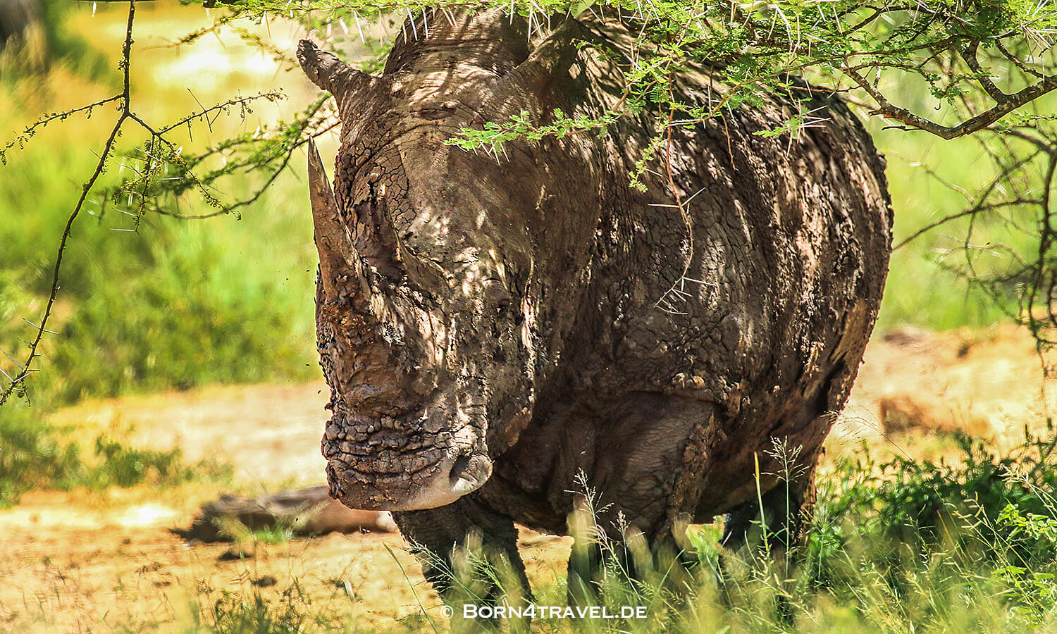 iMfolozi Game Reserve,KwaZulu Natal,Südafrika,born4travel.de iMfolozi Game Reserve,KwaZulu Natal,Südafrika,born4travel.de