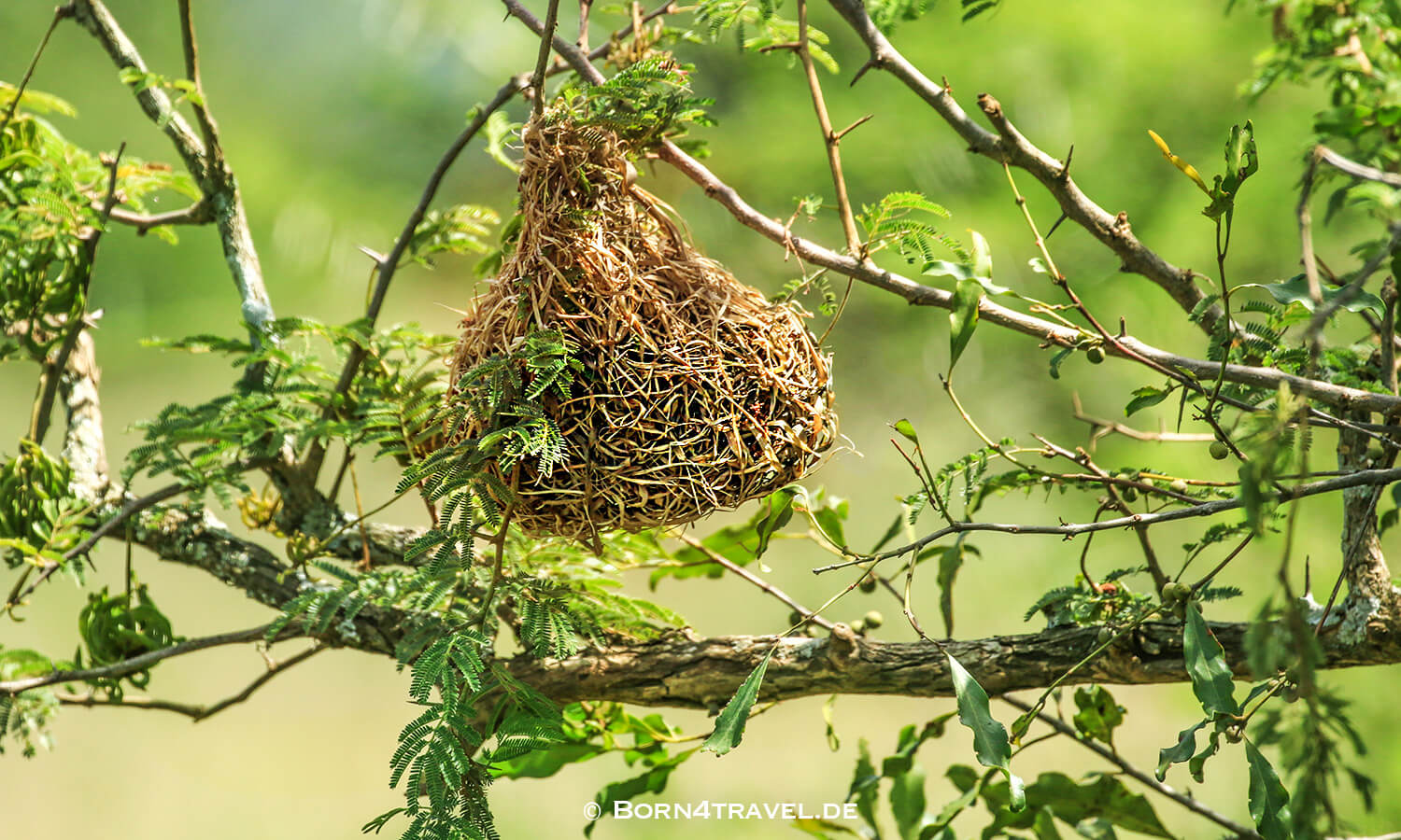 iMfolozi Game Reserve,KwaZulu Natal,Südafrika,born4travel.de iMfolozi Game Reserve,KwaZulu Natal,Südafrika,born4travel.de