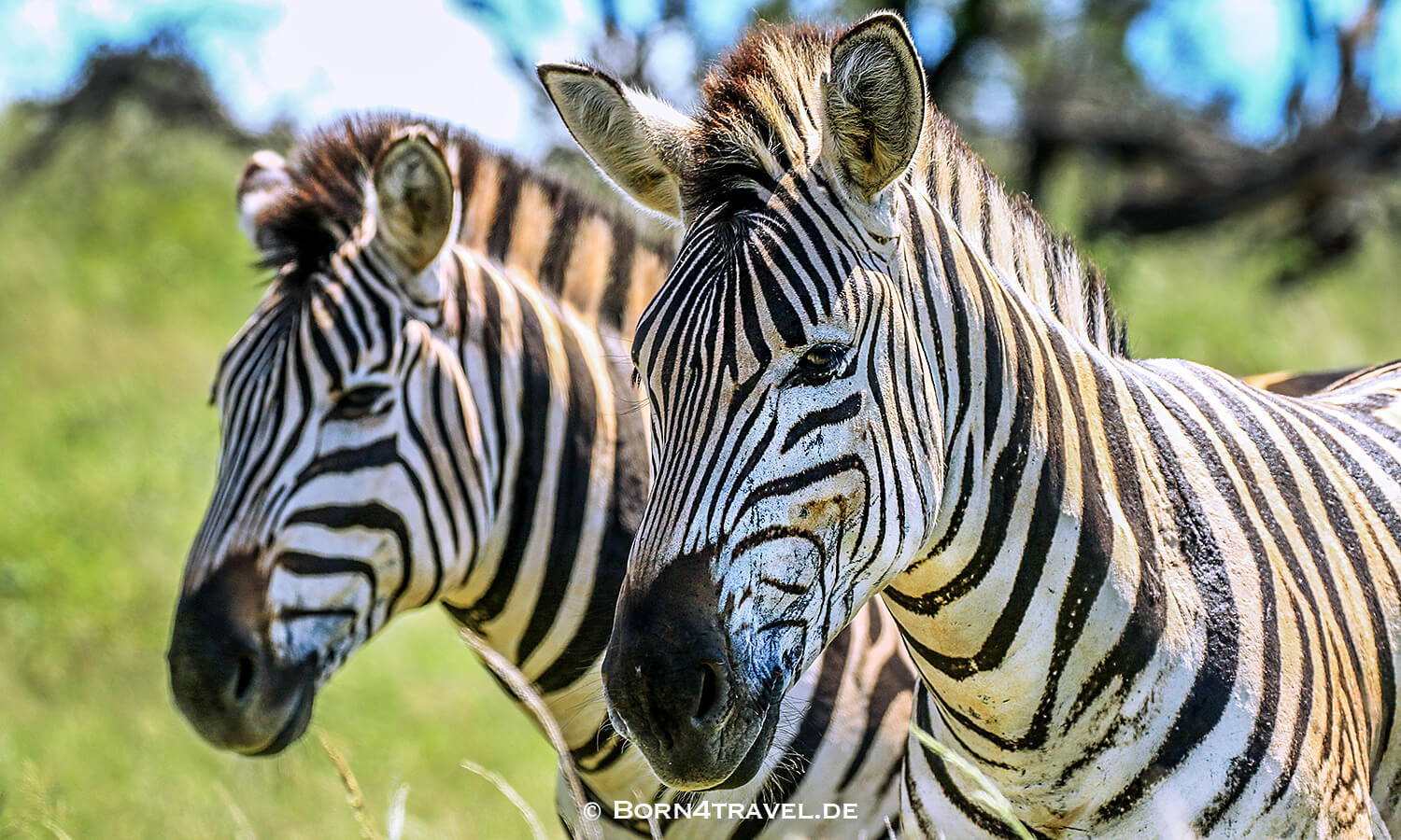 iMfolozi Game Reserve,KwaZulu Natal,Südafrika,born4travel.de iMfolozi Game Reserve,KwaZulu Natal,Südafrika,born4travel.de