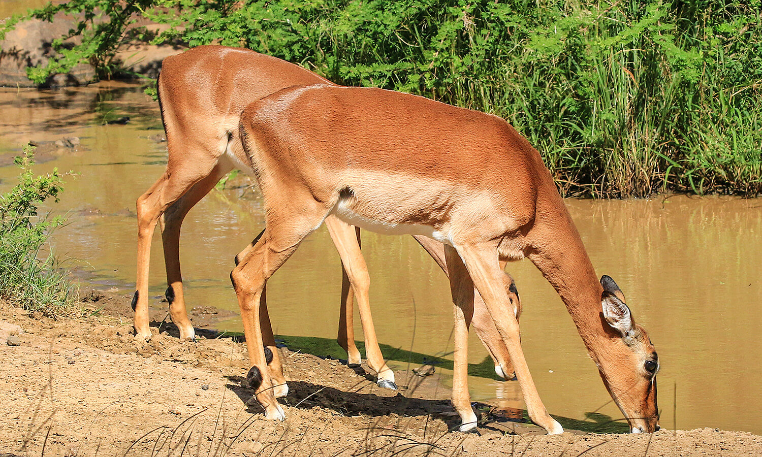 iMfolozi Game Reserve,KwaZulu Natal,Südafrika,born4travel.de iMfolozi Game Reserve,KwaZulu Natal,Südafrika,born4travel.de