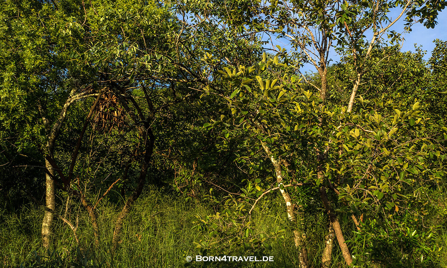 Morning Game Drive,Rhino Ridge Game Lodge, Hluhluwe Imfolozi, Kwazulu Natal,Südafrika,born4travel.de Morning Game Drive,Rhino Ridge Game Lodge, Hluhluwe Imfolozi, Kwazulu Natal,,Südafrika,born4travel.de