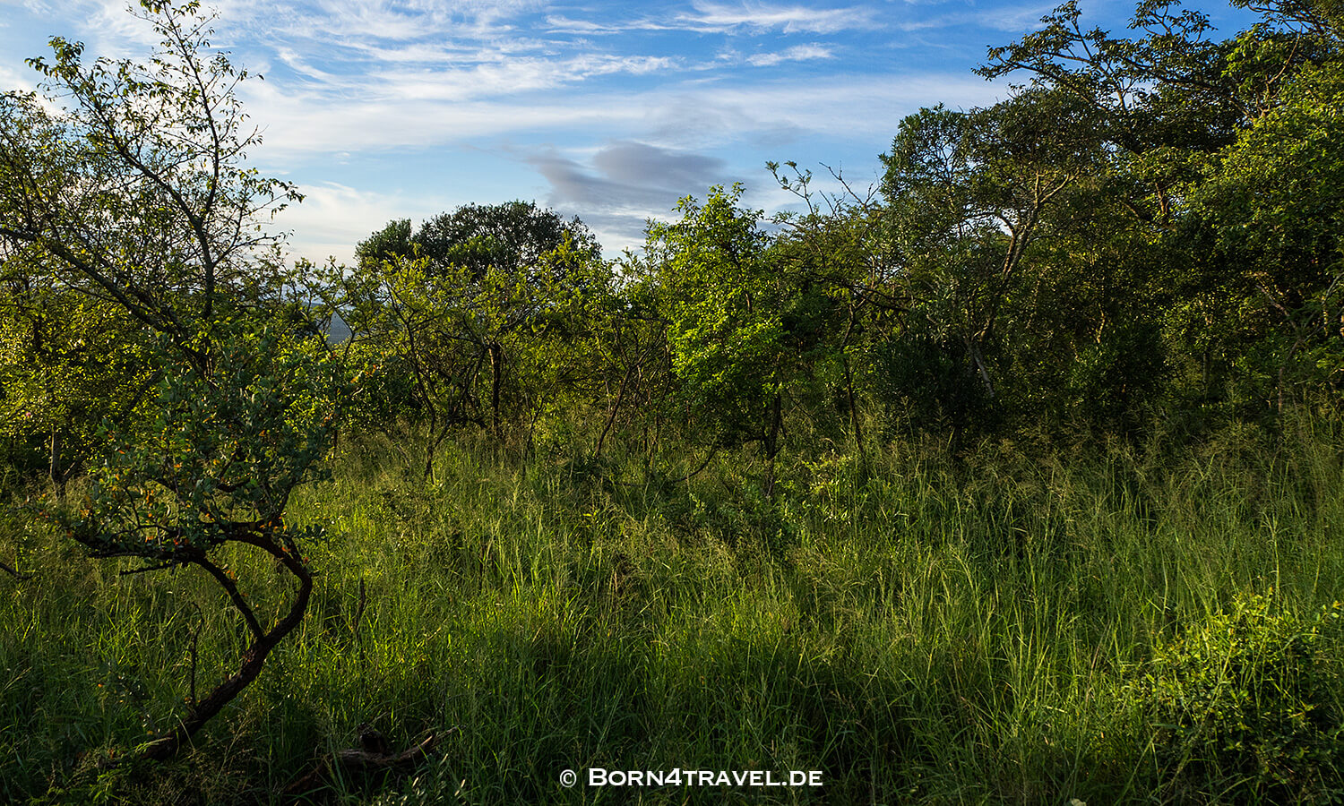 Morning Game Drive,Rhino Ridge Game Lodge, Hluhluwe Imfolozi, Kwazulu Natal,Südafrika,born4travel.de Morning Game Drive,Rhino Ridge Game Lodge, Hluhluwe Imfolozi, Kwazulu Natal,,Südafrika,born4travel.de