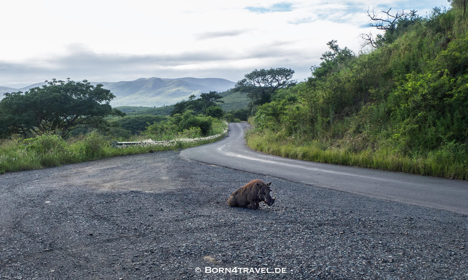 Morning Game Drive,Hluhluwe Imfolozi, Kwazulu Natal,Südafrika,born4travel.de Morning Game Drive,Hluhluwe Imfolozi, Kwazulu Natal,Südafrika,born4travel.de