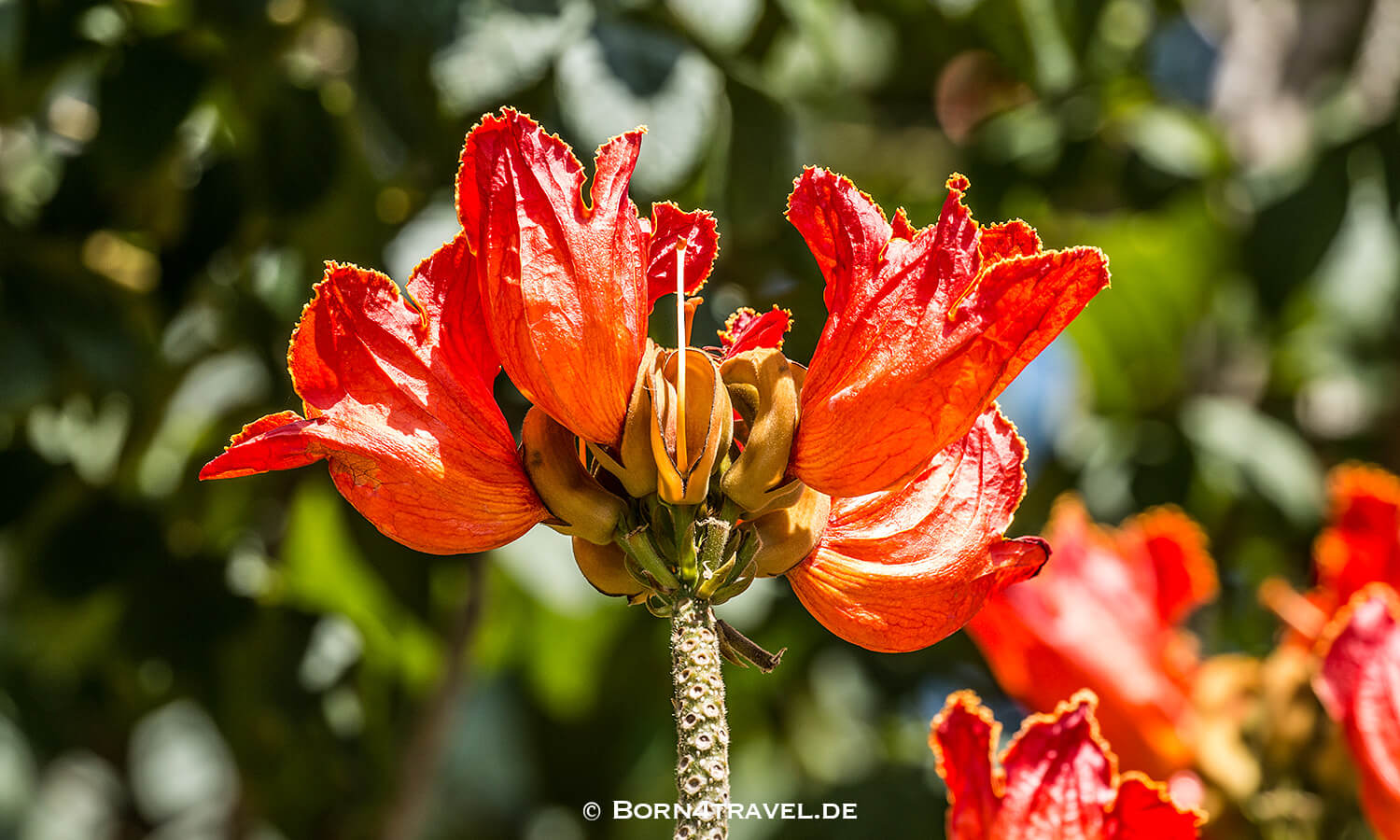 Vlei Loop,isimangaliso wetland park, Südafrika,born4travel.de Vlei Loop,isimangaliso wetland park,Südafrika,born4travel.de