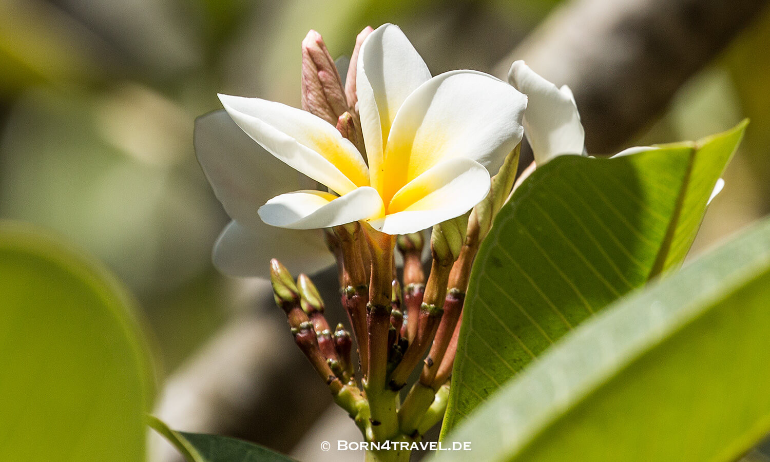 Vlei Loop,isimangaliso wetland park, Südafrika,born4travel.de Vlei Loop,isimangaliso wetland park,Südafrika,born4travel.de