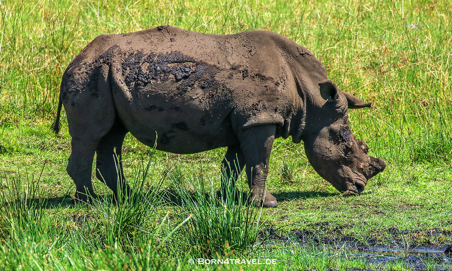 Amazibu Pan Loop,isimangaliso wetland park, Südafrika,born4travel.de Amazibu Pan Loop,isimangaliso wetland park,Südafrika,born4travel.de