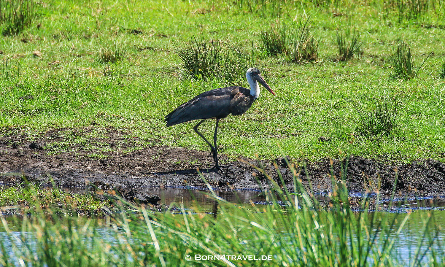 Wollhalsstorch,Amazibu Pan Loop,isimangaliso wetland park, Südafrika,born4travel.de Wollhalsstorch,Amazibu Pan Loop,isimangaliso wetland park,Südafrika,born4travel.de