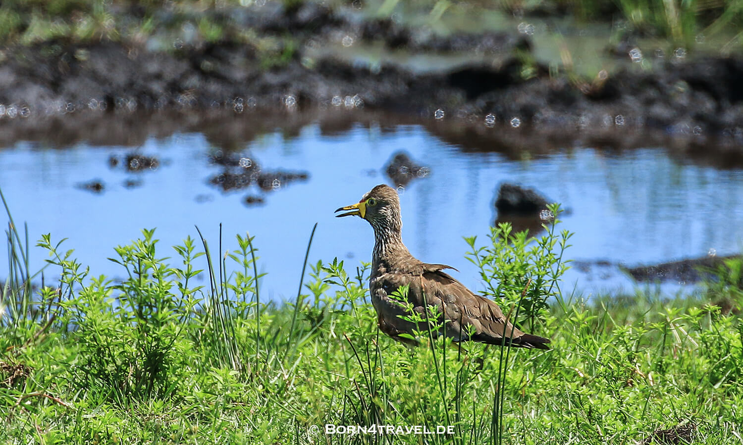 Amazibu Pan Loop,isimangaliso wetland park, Südafrika,born4travel.de Amazibu Pan Loop,isimangaliso wetland park,Südafrika,born4travel.de