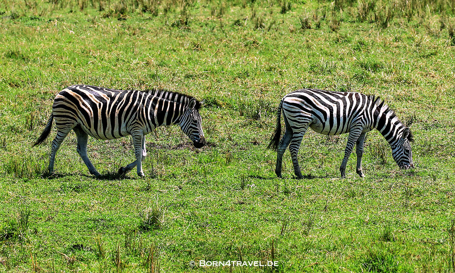Zebra,mZaraza Hide Road,isimangaliso wetland park,Südafrika,born4travel.de isimangaliso wetland park,Zebra,mZaraza Hide Road,Südafrika,born4travel.de