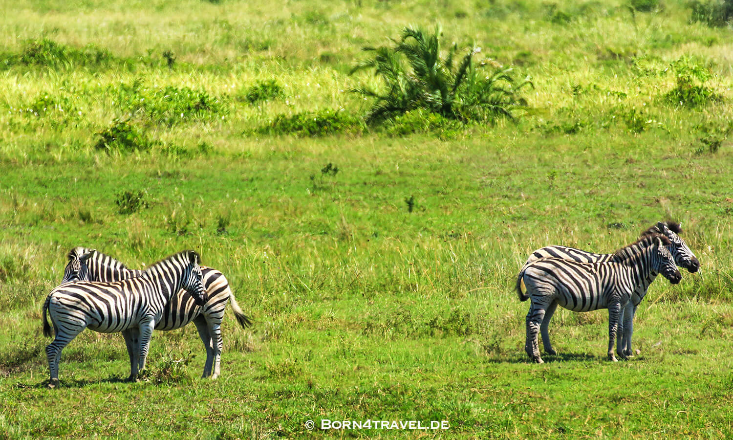 Zebra,mZaraza Hide Road,isimangaliso wetland park,Südafrika,born4travel.de isimangaliso wetland park,Zebra,mZaraza Hide Road,Südafrika,born4travel.de