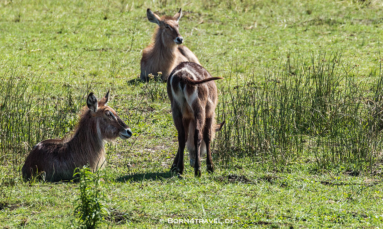 Waterbuck - Ellipsen-Wasserbock - Kobus ellipsiprymn,Graslandloop,isimangaliso wetland park, Südafrika,born4travel.de Waterbuck - Ellipsen-Wasserbock - Kobus ellipsiprymn,Graslandloop,isimangaliso wetland park,Südafrika,born4travel.de
