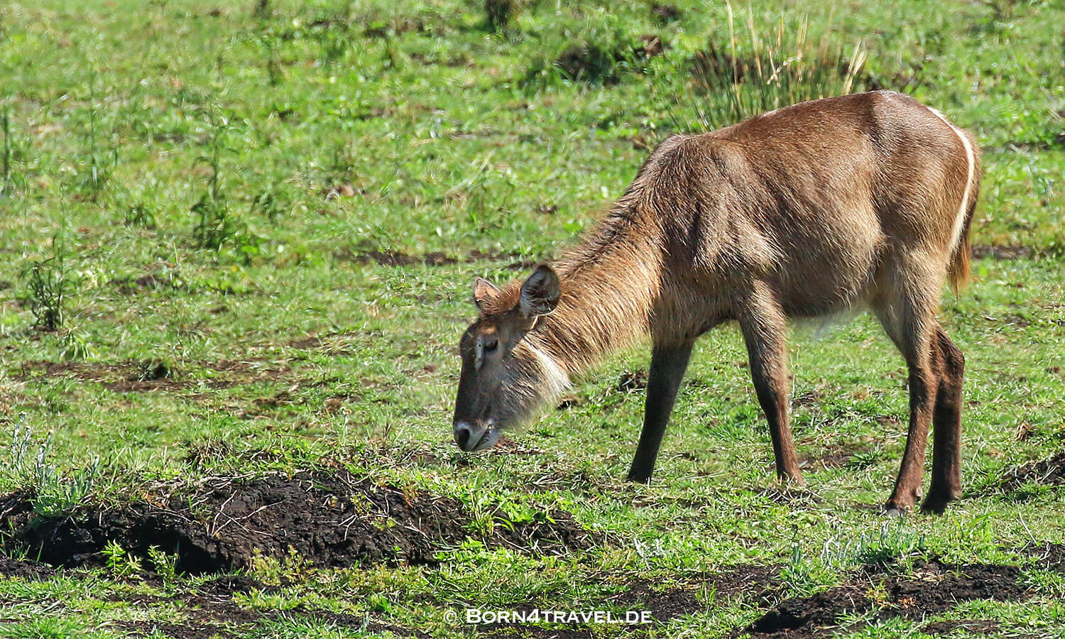 Waterbuck - Ellipsen-Wasserbock - Kobus ellipsiprymn,Graslandloop,isimangaliso wetland park,Südafrika,born4travel.de Waterbuck - Ellipsen-Wasserbock - Kobus ellipsiprymn,isimangaliso wetland park,Graslandloop,Südafrika,born4travel.de
