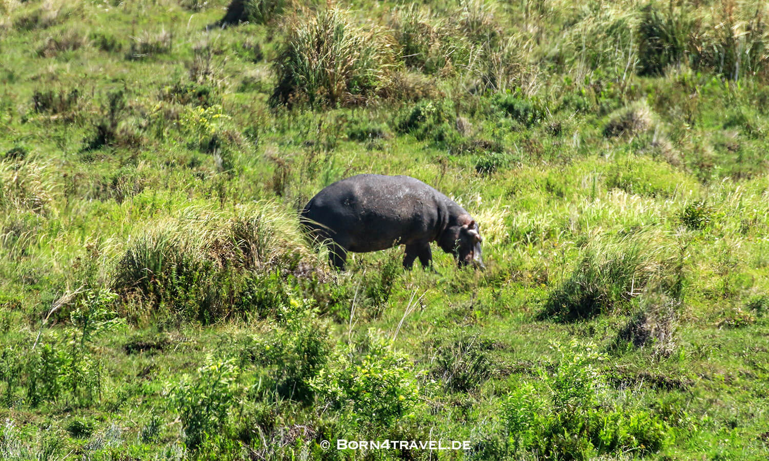 Wasserpferd,Graslandloop,isimangaliso wetland park,Südafrika,born4travel.de Wasserpferd,isimangaliso wetland park,Graslandloop,Südafrika,born4travel.de