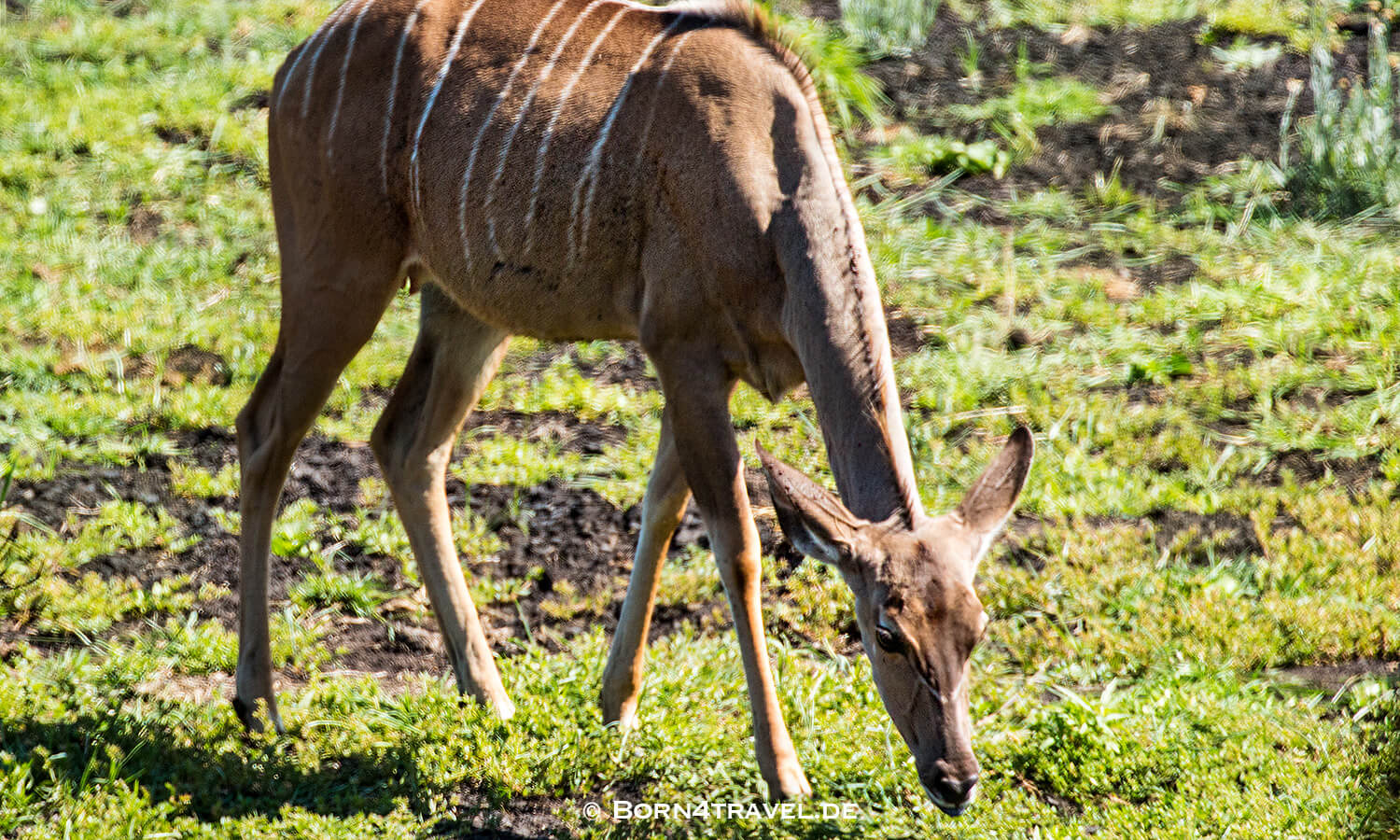 Graslandloop,isimangaliso wetland park,Südafrika,born4travel.de isimangaliso wetland park,Graslandloop,Südafrika,born4travel.de