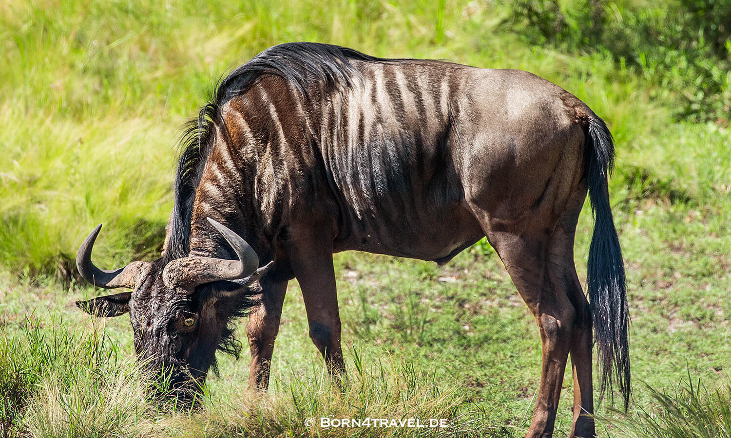 Streifengnu,Graslandloop,isimangaliso wetland park,Südafrika,born4travel.de Streifengnu,isimangaliso wetland park,Graslandloop,Südafrika,born4travel.de