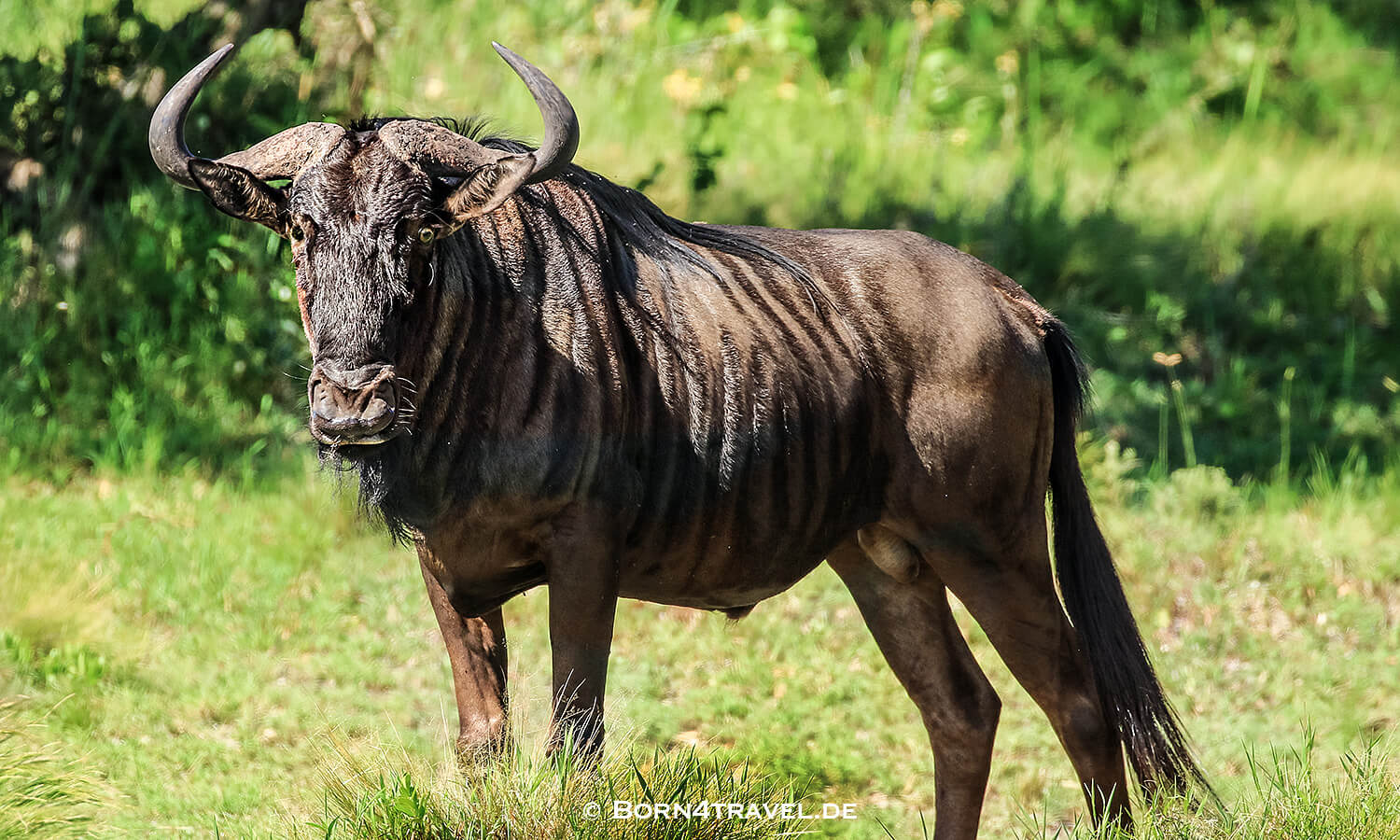 Streifengnu,Graslandloop,isimangaliso wetland park,Südafrika,born4travel.de Streifengnu,isimangaliso wetland park,Graslandloop,Südafrika,born4travel.de