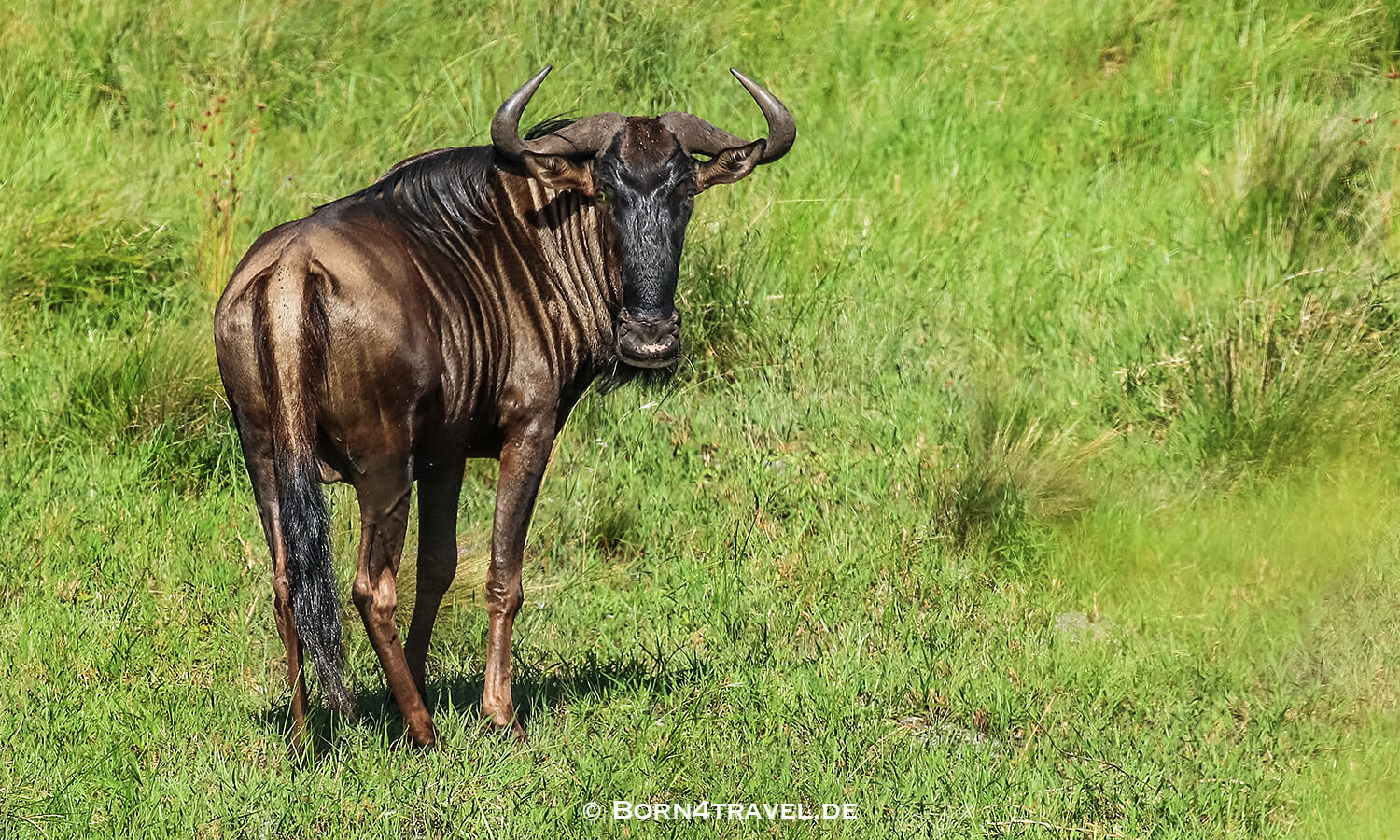 Streifengnu,Graslandloop,isimangaliso wetland park, Südafrika,born4travel.de Streifengnu,Graslandloop,isimangaliso wetland park,Südafrika,born4travel.de