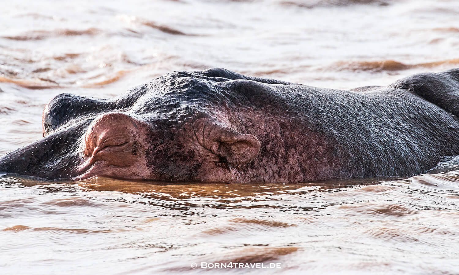 Flusspferd,Hippopotamus amphibius,HippotourShakabarker,St.Lucia Lake,Südafrika,born4travel.de Flusspferd,Hippopotamus amphibius,HippotourShakabarker,St.Lucia Lake,Südafrika,born4travel.de