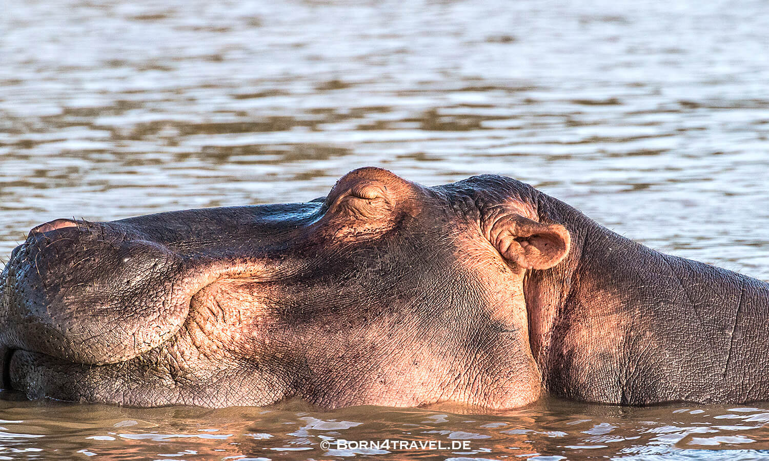 Flusspferd,Hippopotamus amphibius,HippotourShakabarker,St.Lucia Lake,Südafrika,born4travel.de Flusspferd,Hippopotamus amphibius,HippotourShakabarker,St.Lucia Lake,Südafrika,born4travel.de