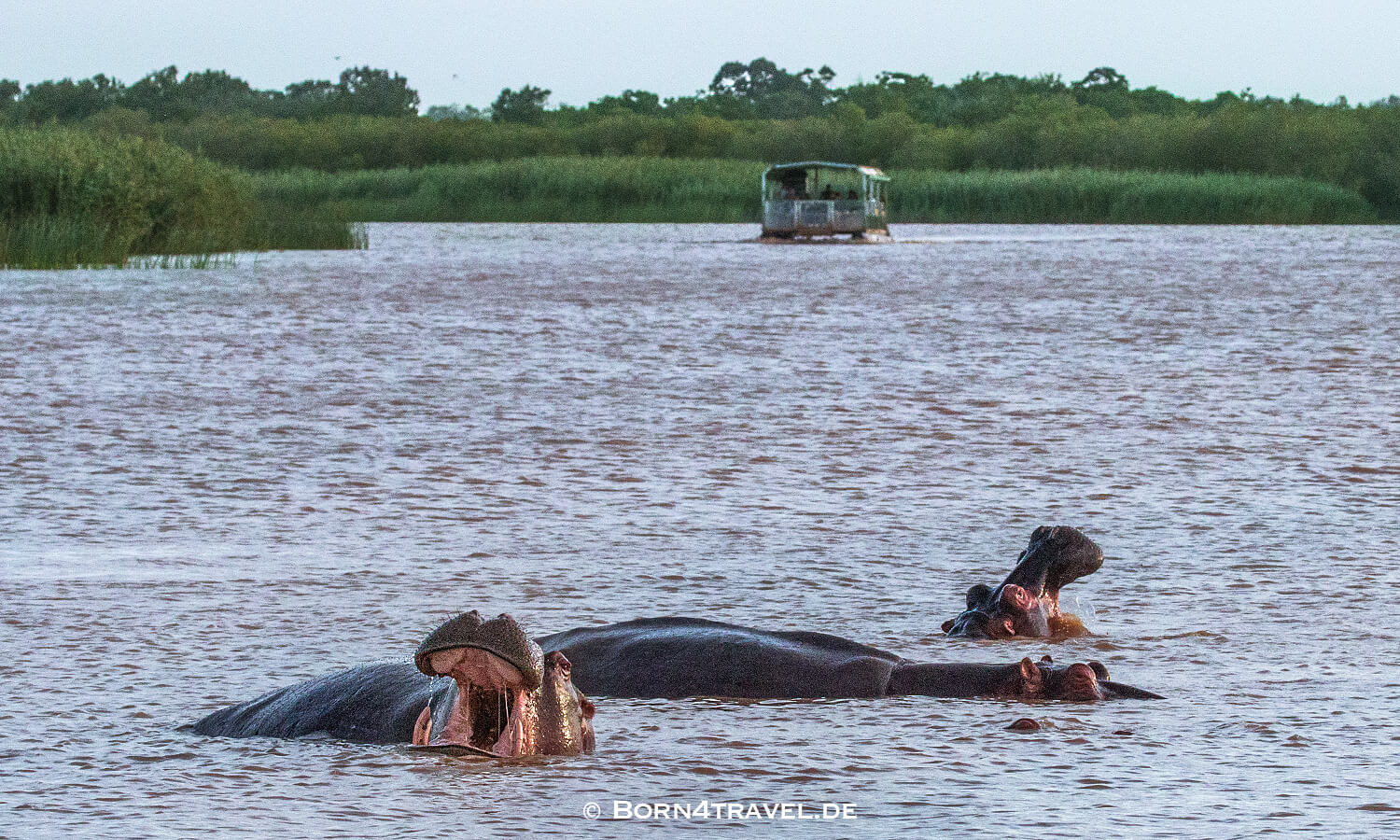 Flusspferd,Hippopotamus amphibius,HippotourShakabarker,St.Lucia Lake,Südafrika,born4travel.de Flusspferd,Hippopotamus amphibius,HippotourShakabarker,St.Lucia Lake,Südafrika,born4travel.de