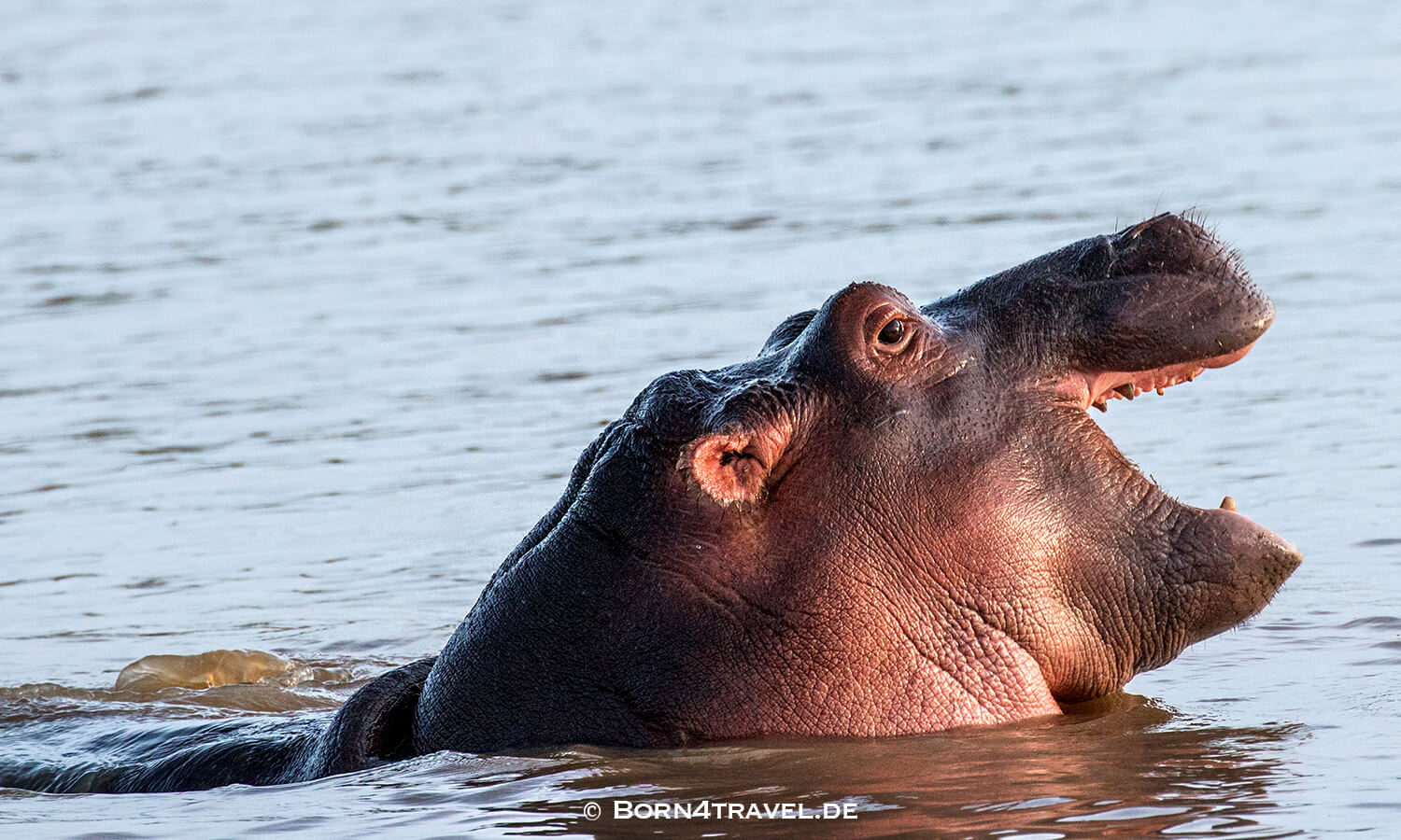 Flusspferd,Hippopotamus amphibius,HippotourShakabarker,St.Lucia Lake,Südafrika,born4travel.de Flusspferd,Hippopotamus amphibius,HippotourShakabarker,St.Lucia Lake,Südafrika,born4travel.de