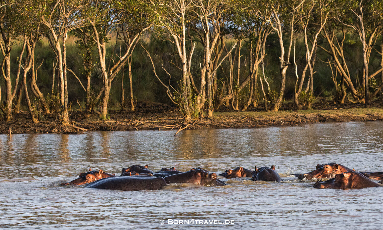 Flusspferd,Hippopotamus amphibius,HippotourShakabarker,St.Lucia Lake,Südafrika,born4travel.de Flusspferd,Hippopotamus amphibius,HippotourShakabarker,St.Lucia Lake,Südafrika,born4travel.de