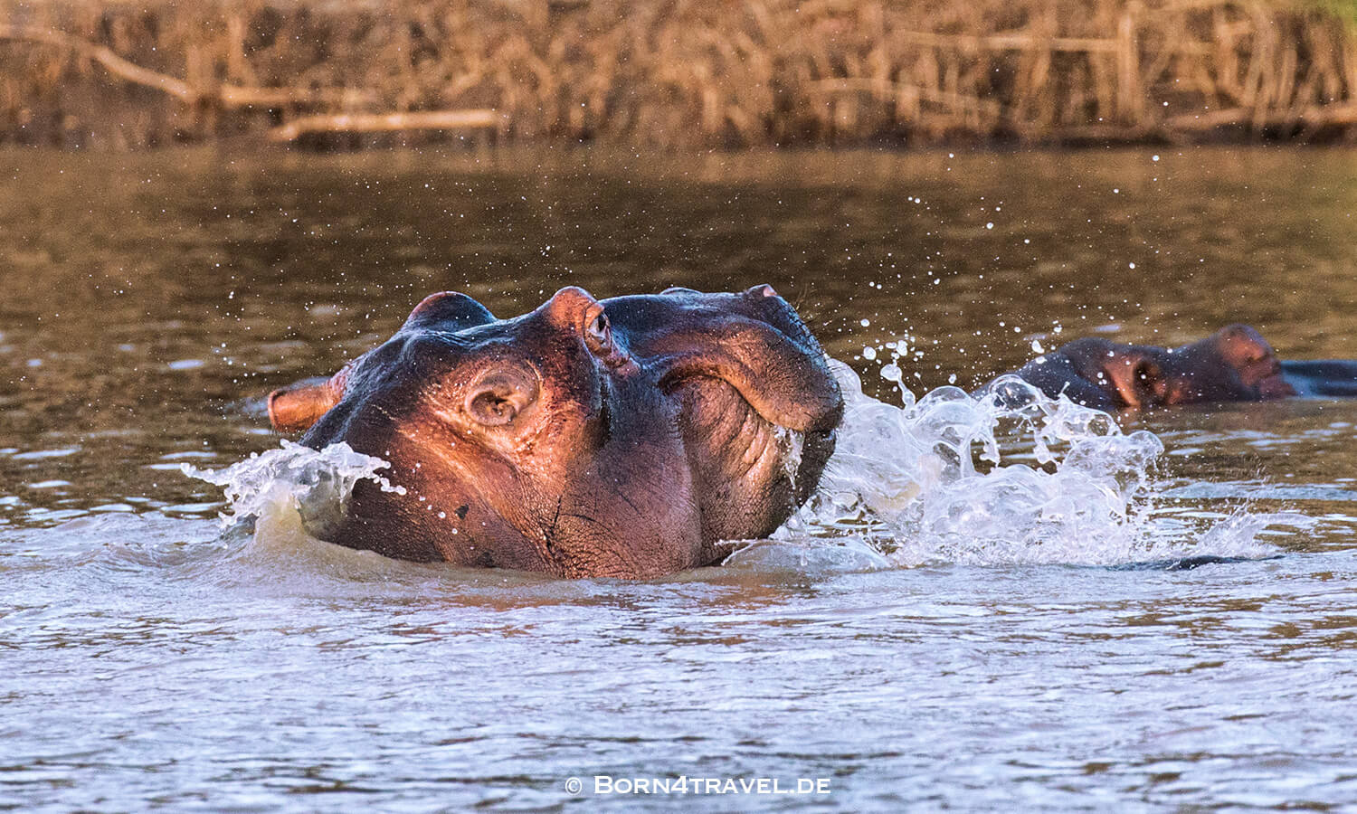 Flusspferd,Hippopotamus amphibius,HippotourShakabarker,St.Lucia Lake,Südafrika,born4travel.de Flusspferd,Hippopotamus amphibius,HippotourShakabarker,St.Lucia Lake,Südafrika,born4travel.de