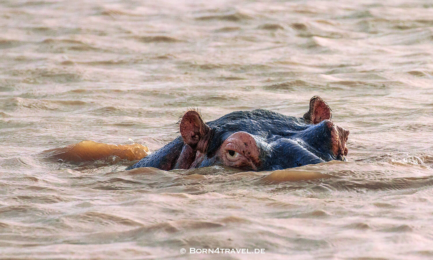 Flusspferd,Hippopotamus amphibius,HippotourShakabarker,St.Lucia Lake,Südafrika,born4travel.de Flusspferd,Hippopotamus amphibius,HippotourShakabarker,St.Lucia Lake,Südafrika,born4travel.de