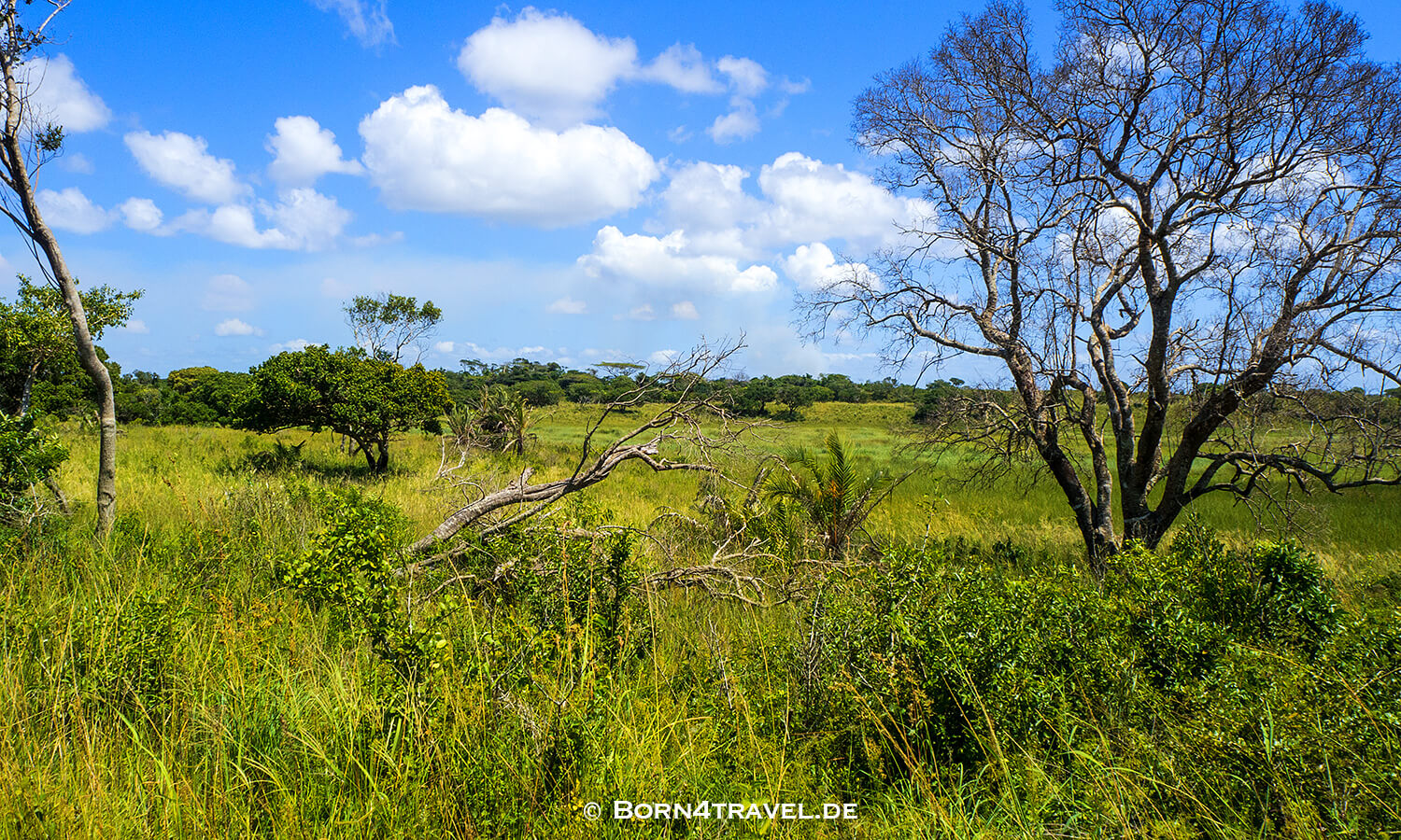 Vlei Loop,isimangaliso wetland park, Südafrika,born4travel.de Vlei Loop,isimangaliso wetland park,Südafrika,born4travel.de