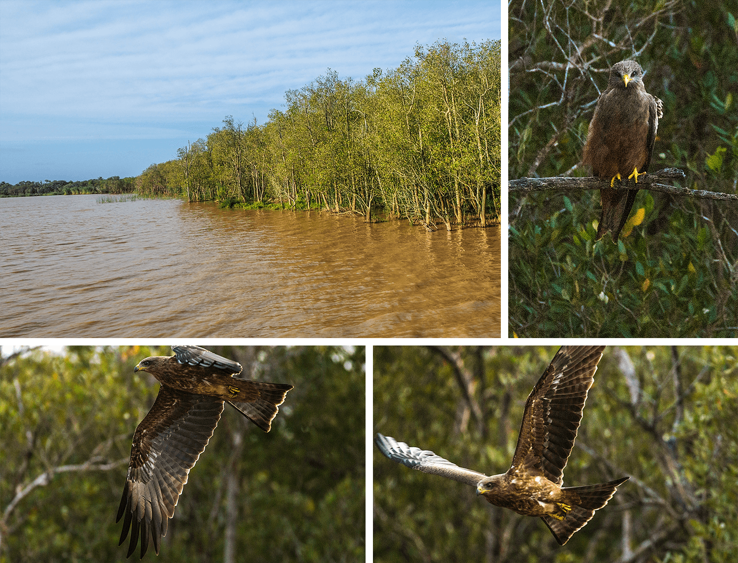 Flusspferd,Hippopotamus amphibius,HippotourShakabarker,St.Lucia Lake,Südafrika,born4travel.de Flusspferd,Hippopotamus amphibius,HippotourShakabarker,St.Lucia Lake,Südafrika,born4travel.de