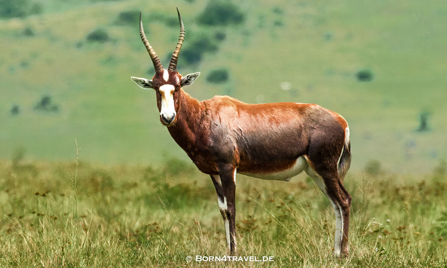 View to The Gorge-Private game Lodge,Lake Eland Game Reserve, Oribi Gorge,Südafrika,born4travel.de Lake Eland Game Reserve, Oribi Gorge,Südafrika,born4travel.de