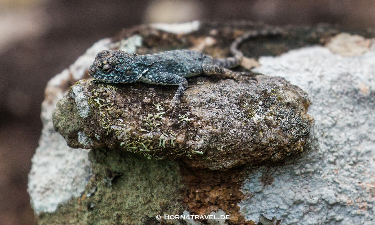 Suspension Bridge,Lake Eland Game Reserve, Oribi Gorge,Südafrika,born4travel.de Suspension Bridge,Lake Eland Game Reserve, Oribi Gorge,Südafrika,born4travel.de