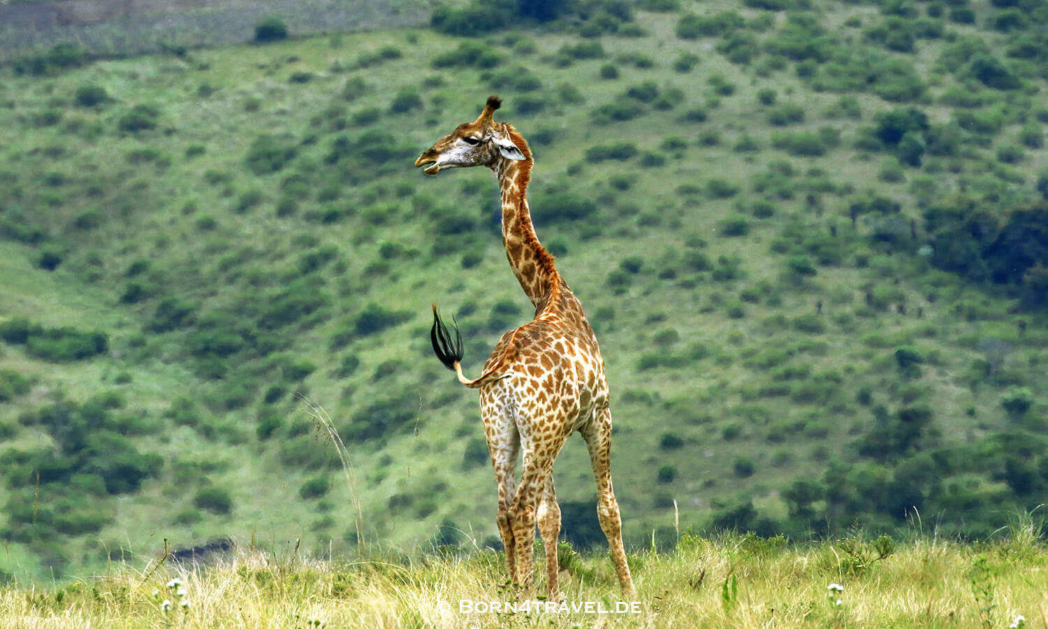 View to The Gorge-Private game Lodge,Lake Eland Game Reserve, Oribi Gorge,Südafrika,born4travel.de Lake Eland Game Reserve, Oribi Gorge,Südafrika,born4travel.de