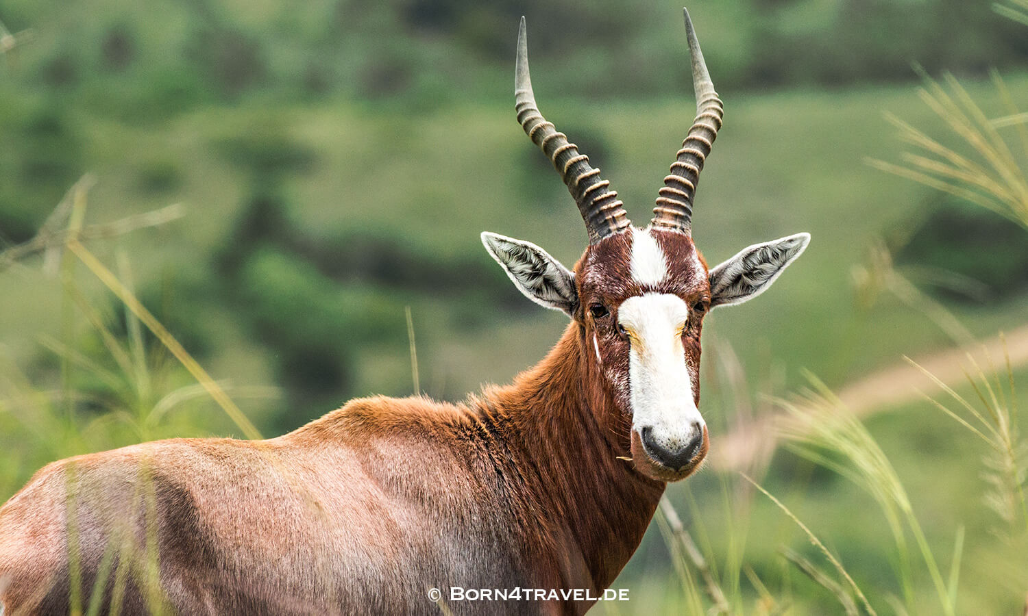 View to The Gorge-Private game Lodge,Lake Eland Game Reserve, Oribi Gorge,Südafrika,born4travel.de Lake Eland Game Reserve, Oribi Gorge,Südafrika,born4travel.de