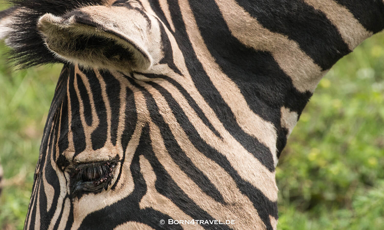 Zebra,The Gorge - Private Game Lodge&Spa, Oribi Gorge,Südafrika,born4travel.de Zebra,The Gorge - Private Game Lodge&Spa, Oribi Gorge,Südafrika,born4travel.de